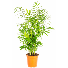 Chamadorea (palm)