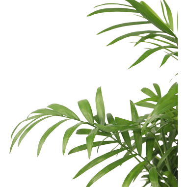 Chamadorea (palm)