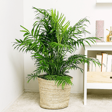 Chamadorea (palm)
