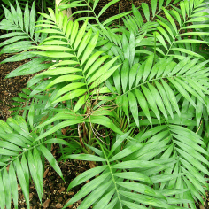 Chamadorea (palm) 2
