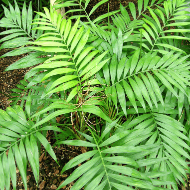 Chamadorea (palm)