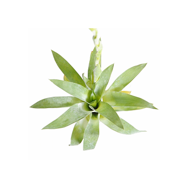 Bromelia catopsis