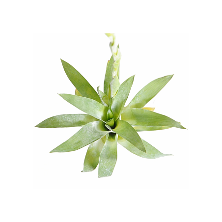 Bromelia catopsis