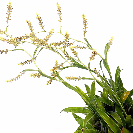 Bromelia catopsis