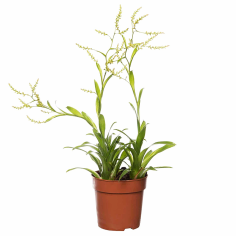 Bromelia catopsis