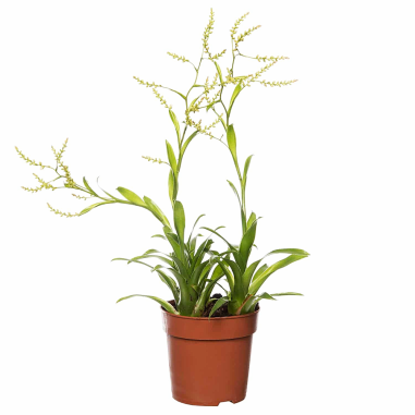 Bromelia catopsis