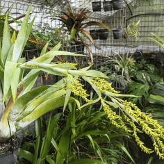 Bromelia catopsis 2