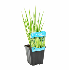 Acorus calamus 'Variegata'