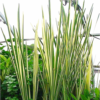 Acorus calamus 'Variegata'
