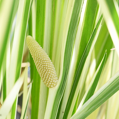 Acorus calamus 'Variegata'