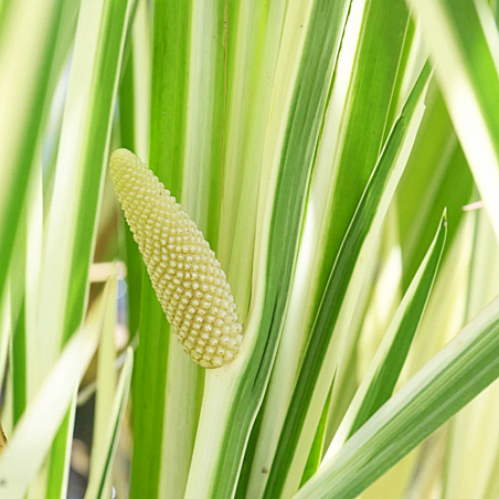Acorus calamus 'Variegata'
