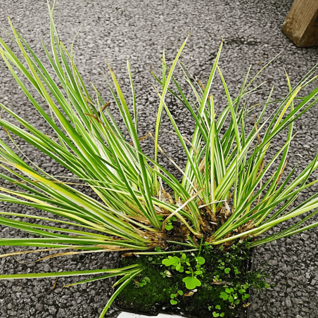 Acorus calamus 'Variegata'