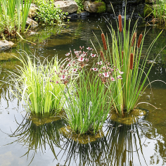 Acorus calamus 'Variegata' 2