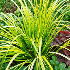 Acorus gramineus 'Ogon' 2