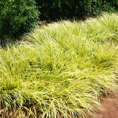 Acorus gramineus 'Ogon'
