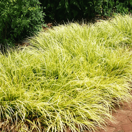 Acorus gramineus 'Ogon'