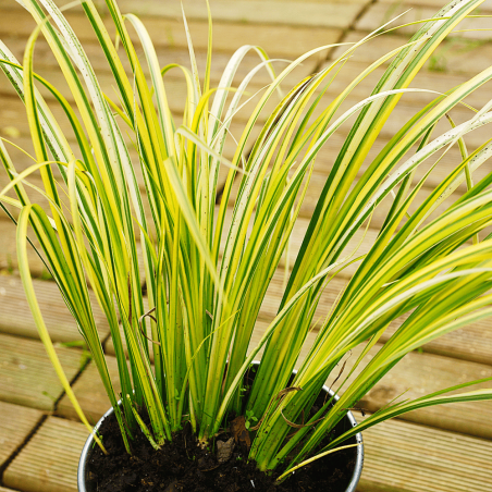Acorus gramineus 'Ogon'