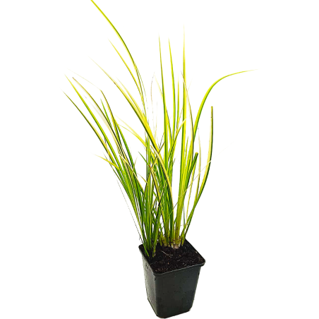 Acorus gramineus 'Ogon'