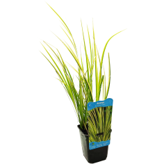 Acorus gramineus 'Ogon'