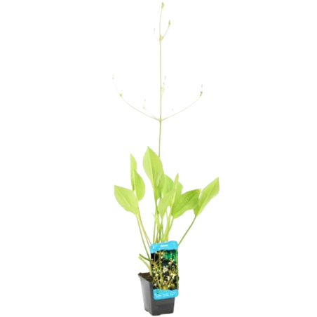 Alisma plantago-aquatica