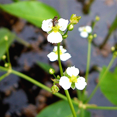 Alisma plantago-aquatica