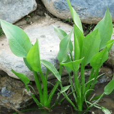 Alisma plantago-aquatica 2