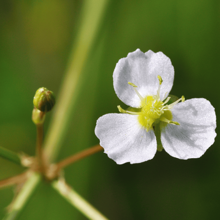 Alisma plantago-aquatica