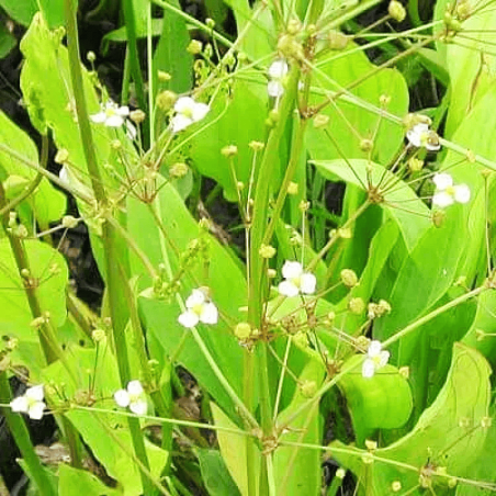Alisma plantago-aquatica