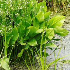 Alisma plantago-aquatica
