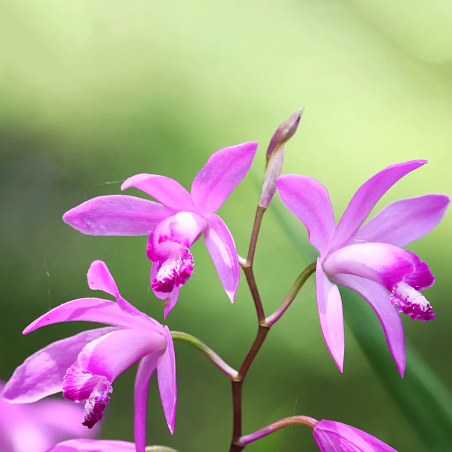 Bletilla striata (orchidea acquatica giapponese)
