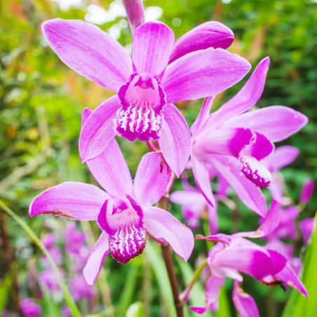 Bletilla striata (orchidea acquatica giapponese)