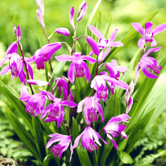 Bletilla striata (orchidea acquatica giapponese) 2