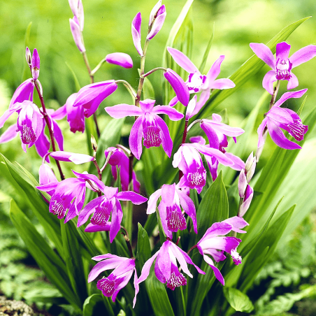 Bletilla striata (orchidea acquatica giapponese)