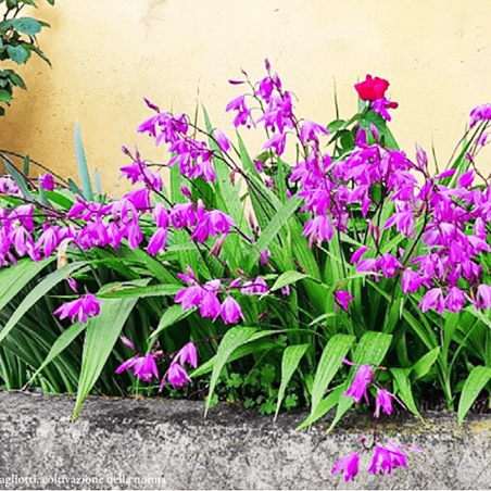 Bletilla striata (orchidea acquatica giapponese)