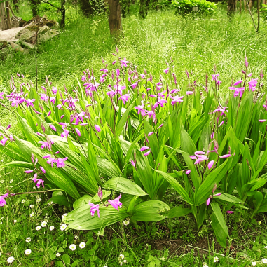 Bletilla striata (orchidea acquatica giapponese)