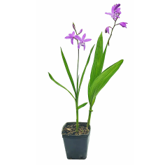 Bletilla striata (orchidea acquatica giapponese)