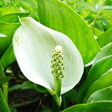 Calla palustris