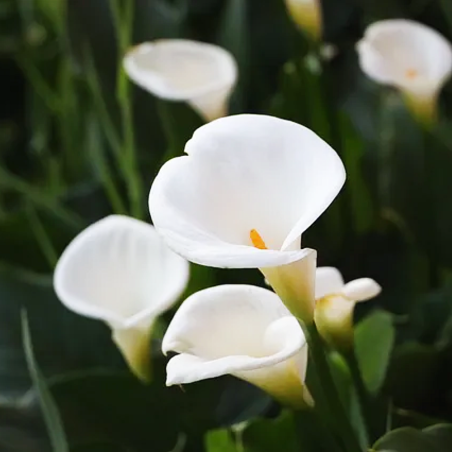 Calla palustris