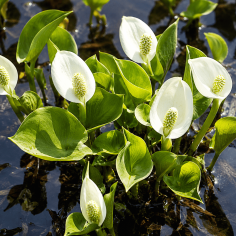Calla palustris 2
