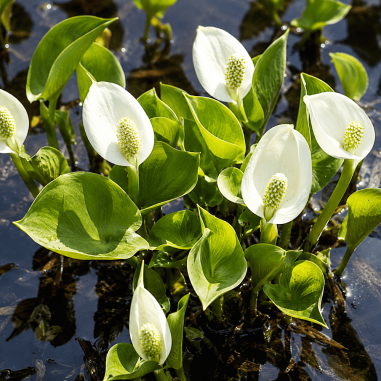 Calla palustris