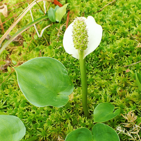 Calla palustris