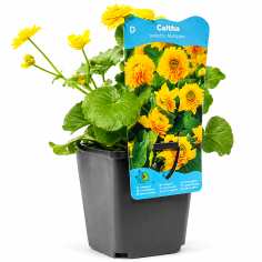Caltha palustris 'Multiplex'