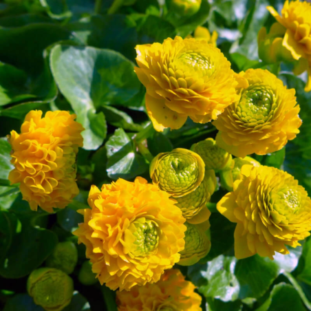 Caltha palustris 'Multiplex'