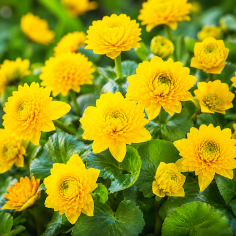 Caltha palustris 'Multiplex' 2