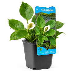 Calla palustris