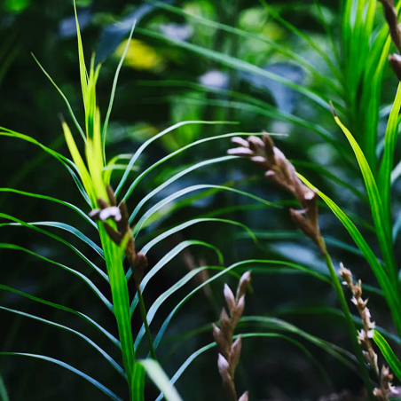 Carex muskingumensis