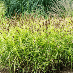 Carex muskingumensis 2