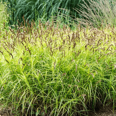 Carex muskingumensis