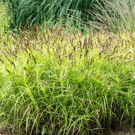 Carex muskingumensis