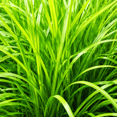 Carex muskingumensis